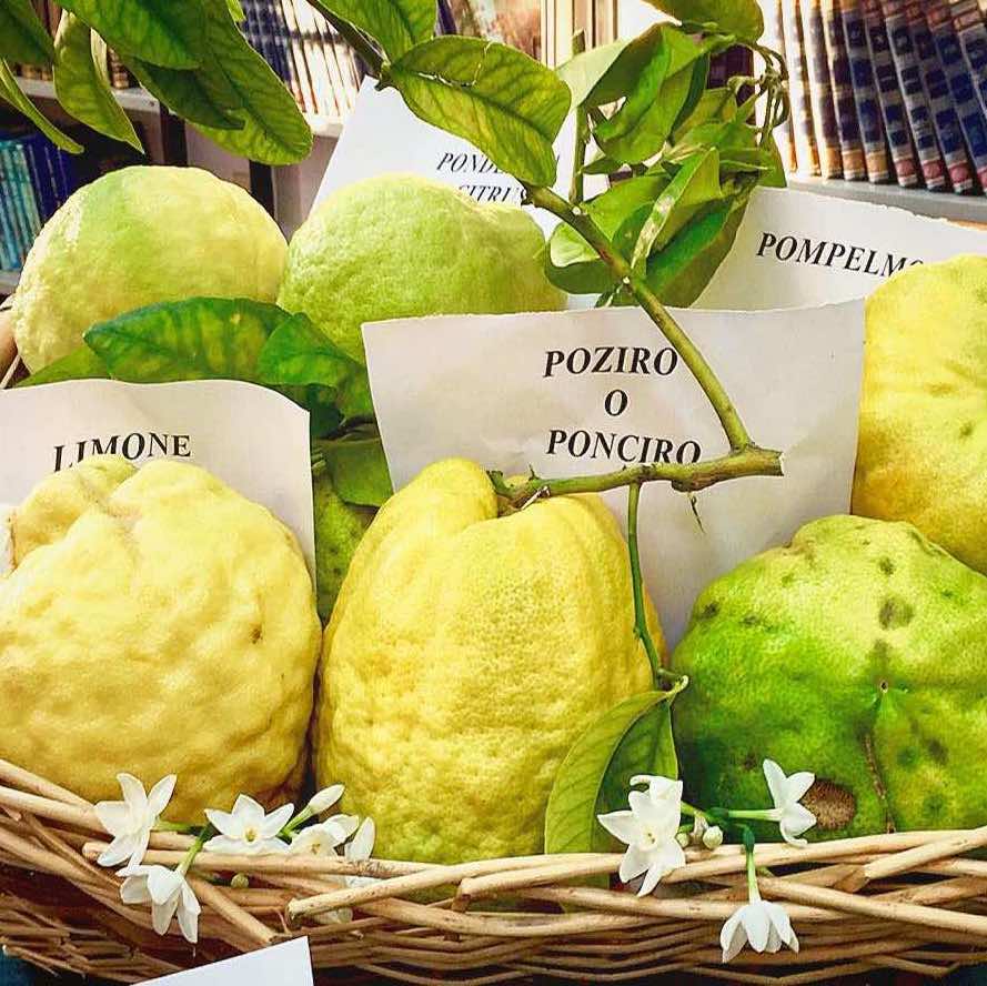 Lemons, Amalfi Lemon Tour - Living Amalfi